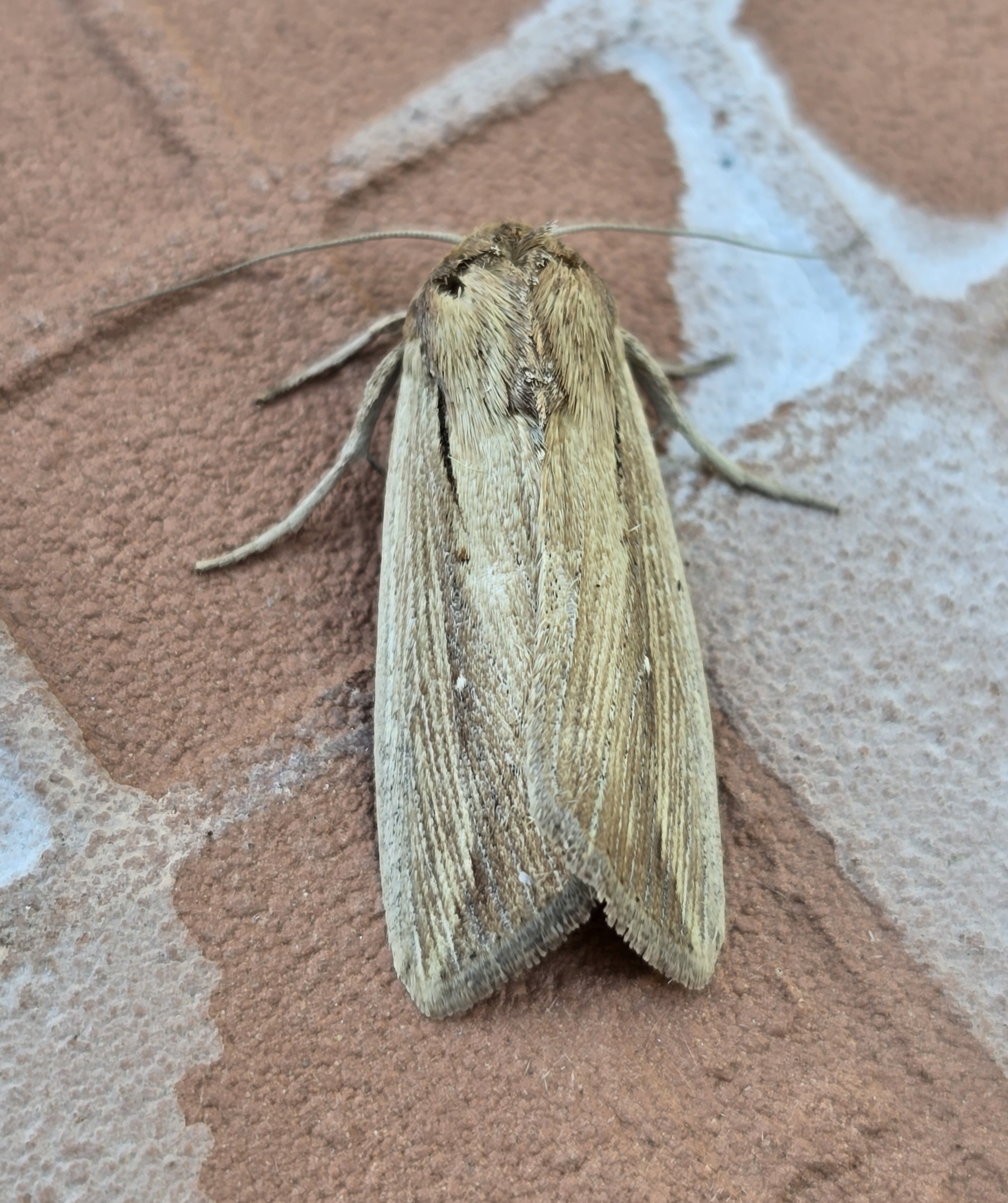 Photo of Cosmopolitan (Leucania loreyi)
